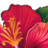 Tropical Red Hawaiian Hibiscus Flower Nipple Covers – Botanical Adhesive Floral Pasties