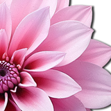 Tropical Pink Dahlia Flower Nipple Covers – Botanical Adhesive Floral Pasties